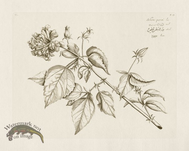 (image for) HORTUS VOL 02 17