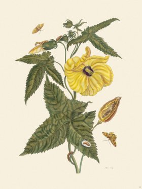 Merian Metamorphosis 42