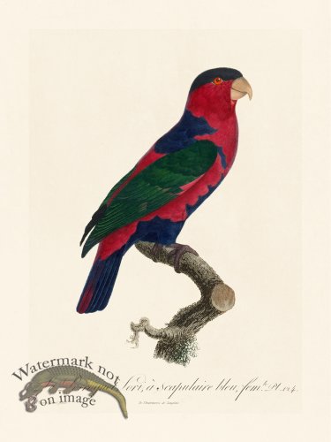 (image for) Barraband Parrot 124