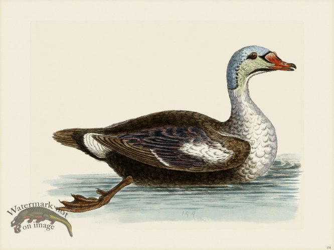(image for) Edwards 154 Grey beaded Duck