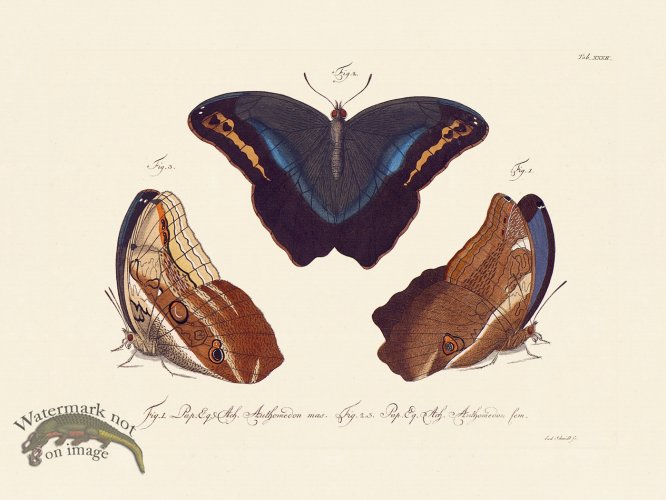 (image for) Jablonsky Butterfly 032