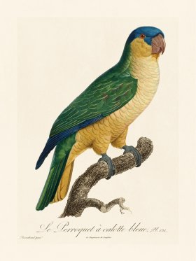 Barraband Parrot 121