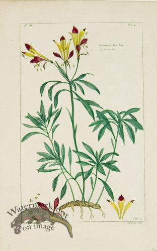 (image for) Buchoz Bot 69