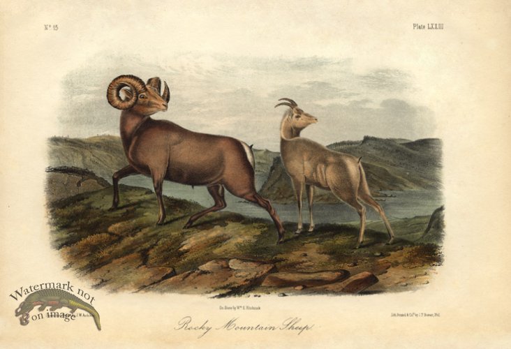Rocky Mtn. Sheep
