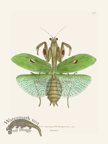 (image for) 327 Mantis Sacred