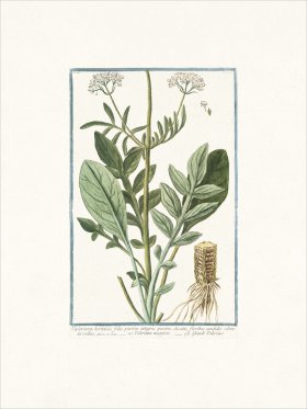 Bonelli 116 Grand Valeriane