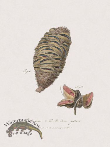 22 New Holland Caffowary