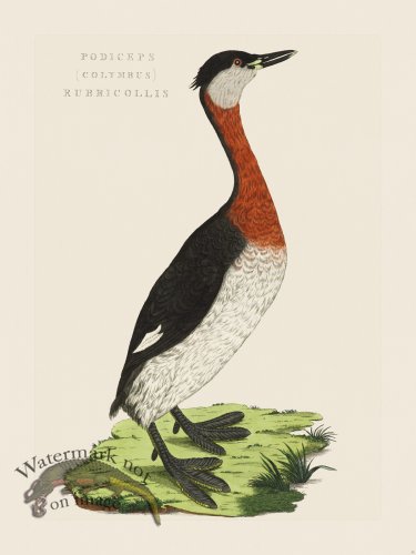 (image for) Nozeman Bird 031