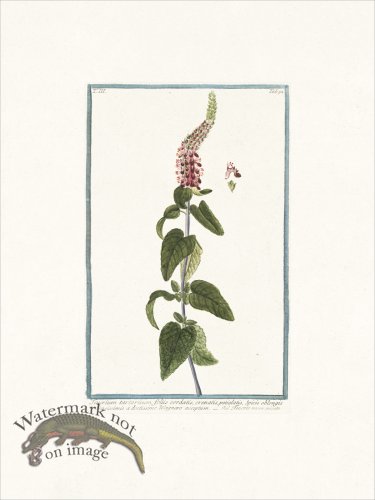 (image for) Bonelli 294 Germander