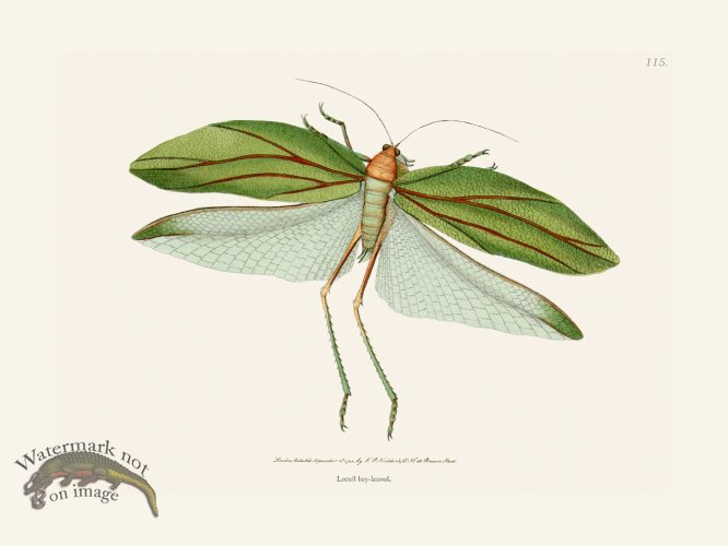 (image for) 115 Locust Bay-Leaved