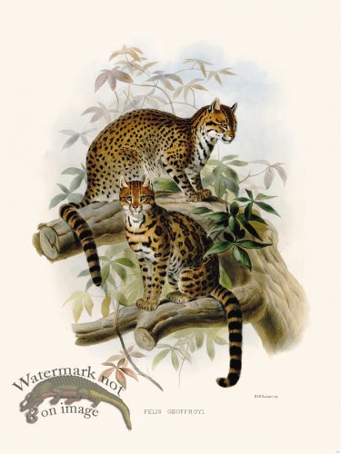 (image for) Elliot Cat 20 Cat Geoffroyi