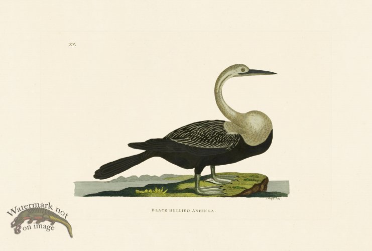 (image for) Pennant Zoology 047