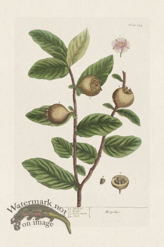 (image for) BEE 154 The Medlar Tree