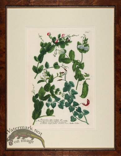 (image for) Weinmann Burl with Gold DM 02