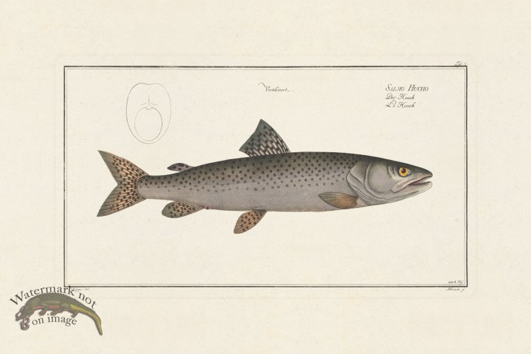 (image for) BLOCH FISH 100