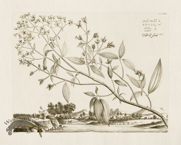 (image for) HORTUS VOL 04 43