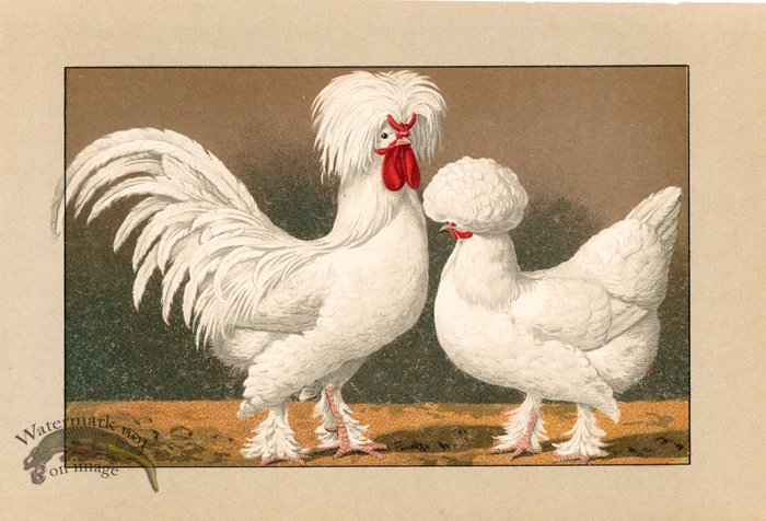 (image for) Chicken 39