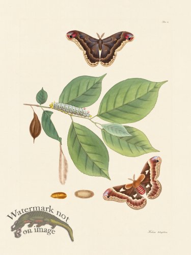 (image for) Abbot Butterfly 046