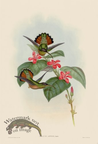 (image for) Gould Hummingbird 007