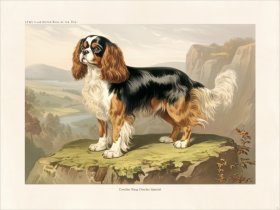 CFA Dog Cavalier King Charles Spaniel 01