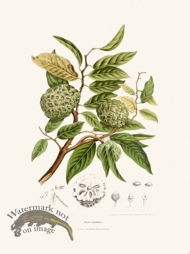 (image for) Horticulture of Java 18