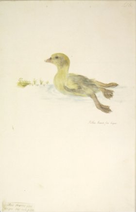 218 Swedish Birds . Pullus Anseris.Gosling