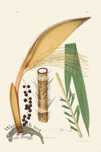 (image for) Rodrigues Palm Front 063