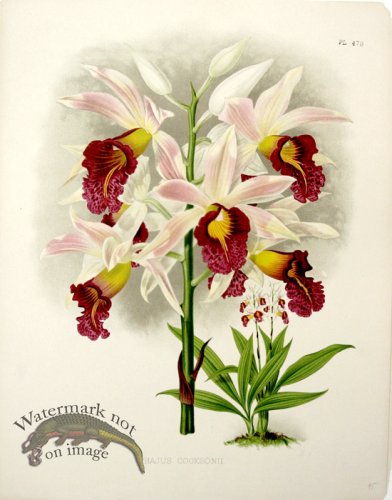 (image for) Linden Orchids 23