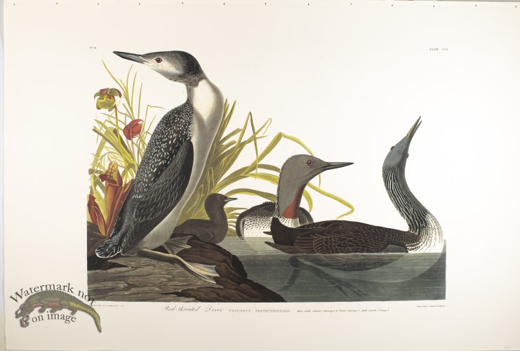 (image for) Red-Throated Diver