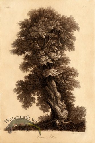 (image for) Defiennes Trees 08 S