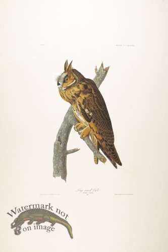 (image for) Long-Eared Owl