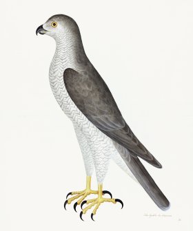 Rudbeck 031 Goshawk 20x24