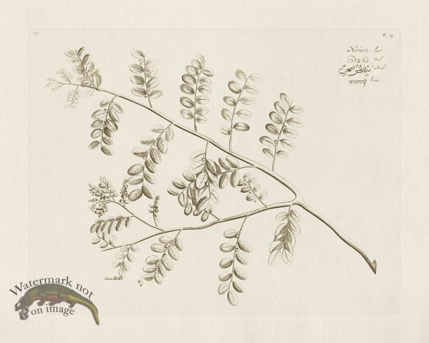 (image for) HORTUS VOL 02 27