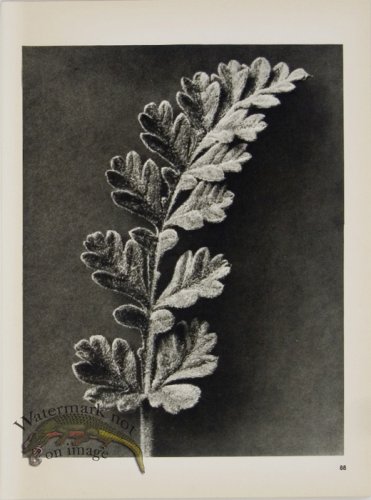 (image for) Blossfeldt T 088