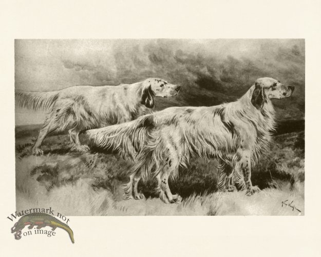 (image for) Modern Dogs 15