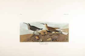 Red Backed Sandpiper