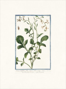 Bonelli 333 Rocket Salad