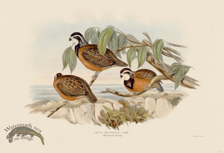 (image for) 05 Black breasted partridge