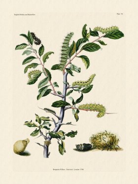 Wilkes Butterflies 070