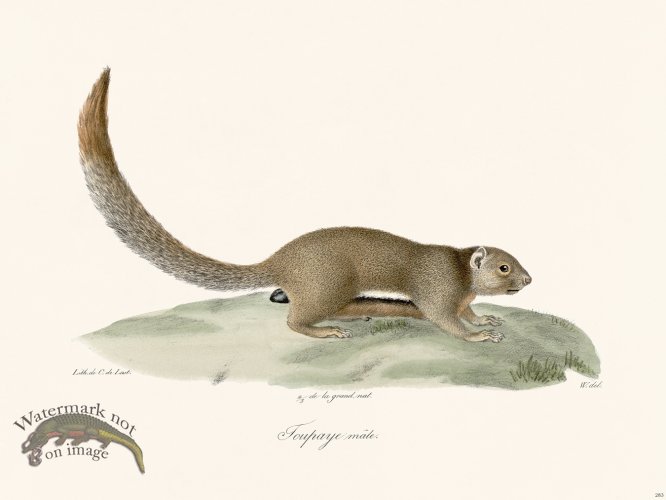 (image for) Cuvier 283 Male Toupee