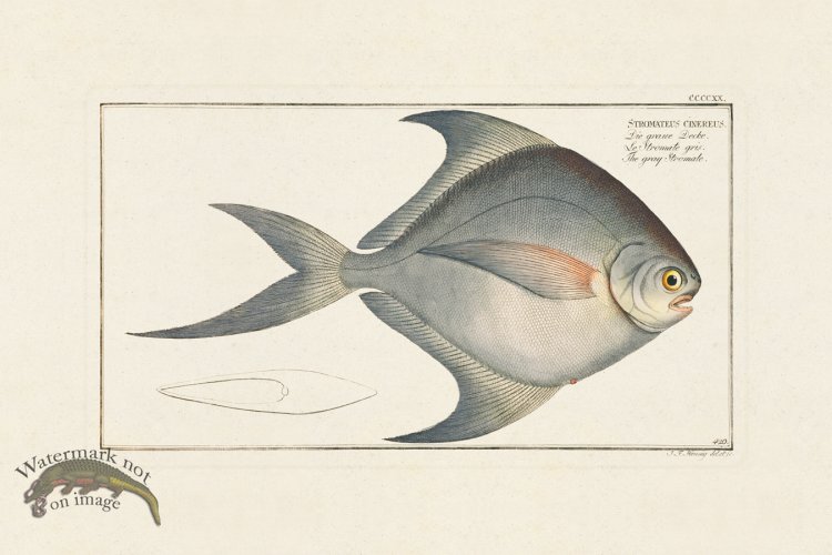 (image for) BLOCH FISH 420