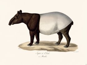 Cuvier 230 Tapir of India