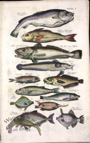 (image for) 1660_Sea_life_31