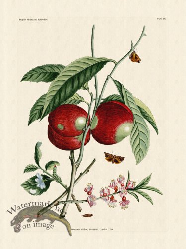 (image for) Wilkes Butterflies 059