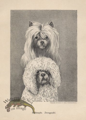 (image for) 1890s Dogs 05