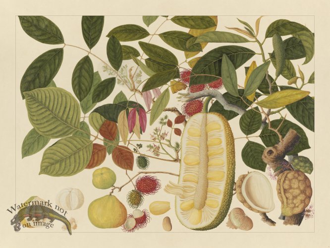 (image for) Andalas Botanicals 01