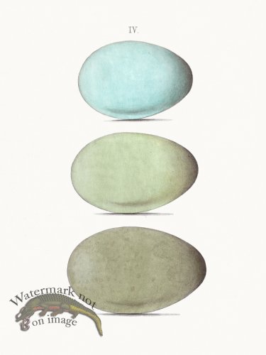 (image for) Oology 04