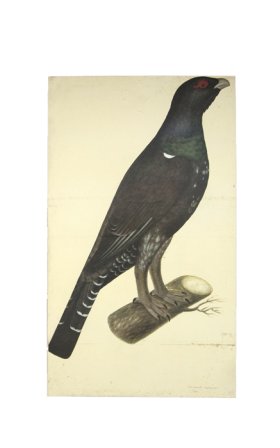 (image for) CAPERCAILLIE COCK . PL 7