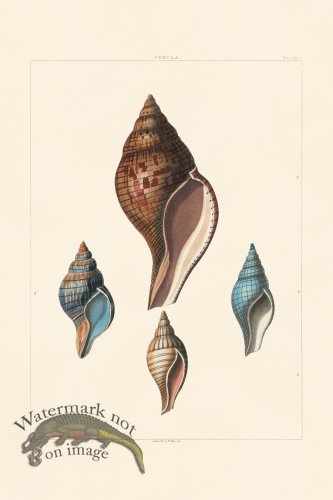 (image for) Perry Shell 50