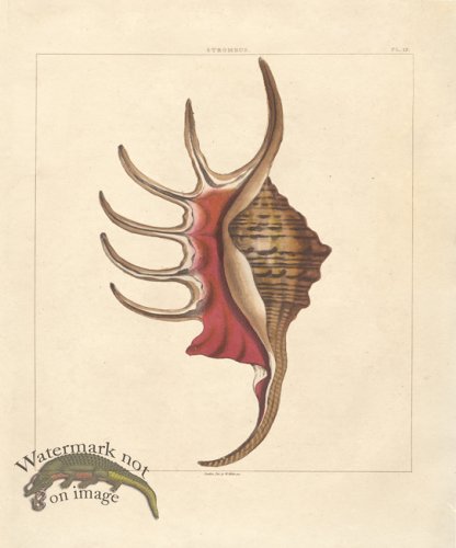 (image for) SingleShell 04